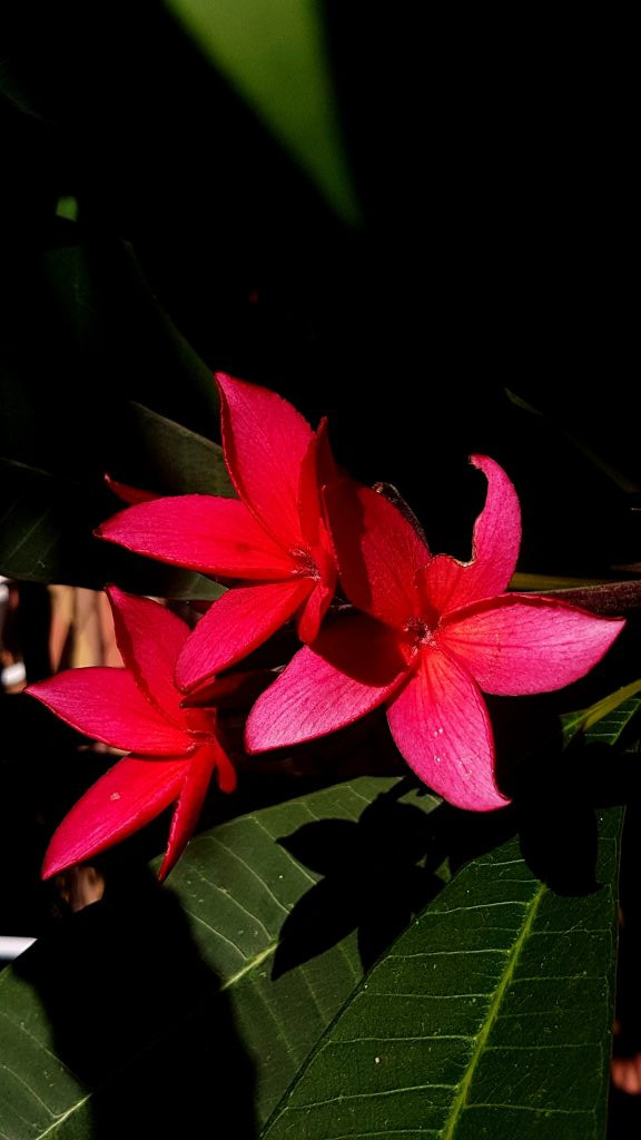 Plumeria rubra "Irma Briant"