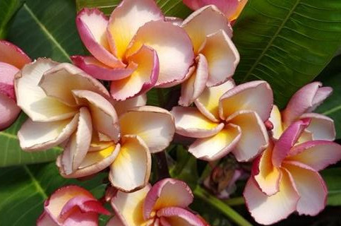Plumeria rubra "Irma Hybrid #11"