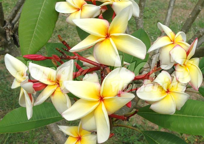 Plumeria rubra "Italia"