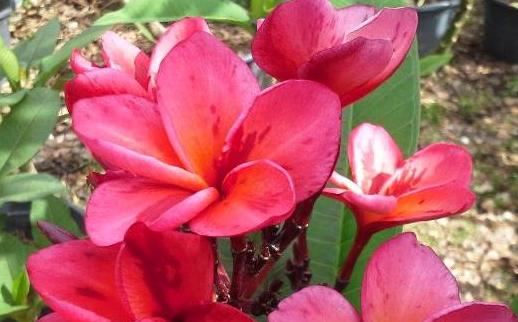 Plumeria rubra "J59"