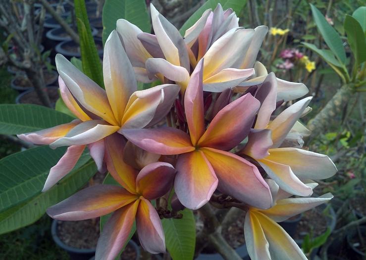 Plumeria rubra "JL Metallica"