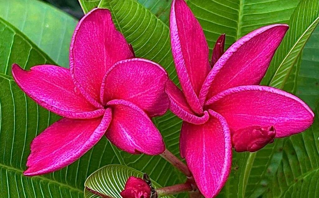 Plumeria rubra "Jane Moragne"