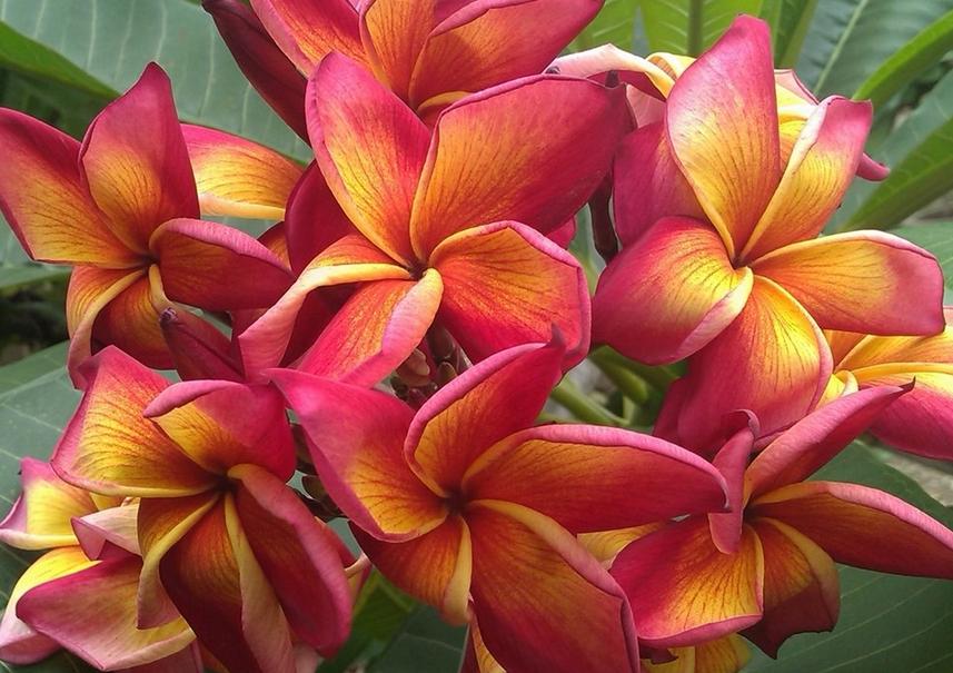 Plumeria rubra "Jean Moragne"