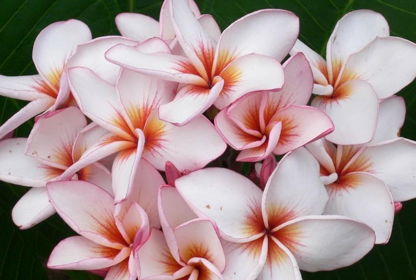 Plumeria rubra "Jeepetch"