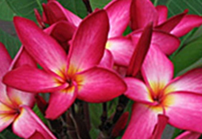 Plumeria rubra "Kalakaua Star"