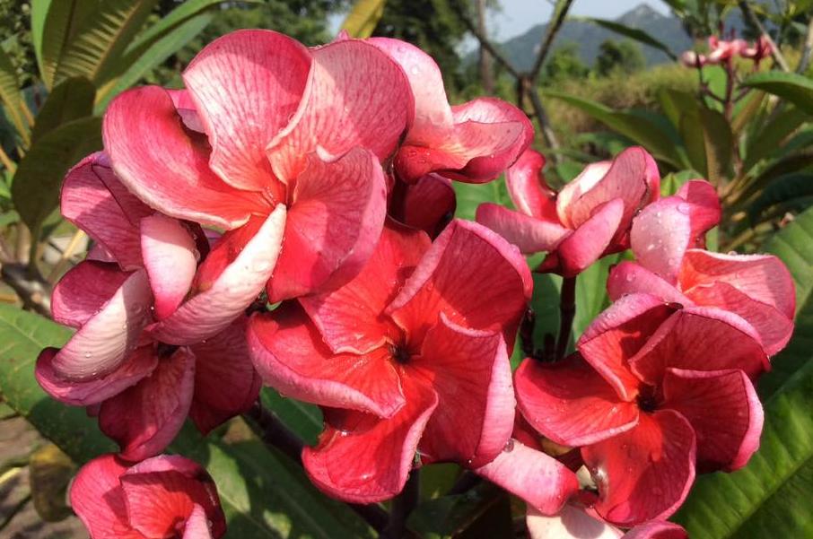 Plumeria rubra "Kanjanaporn Rose"