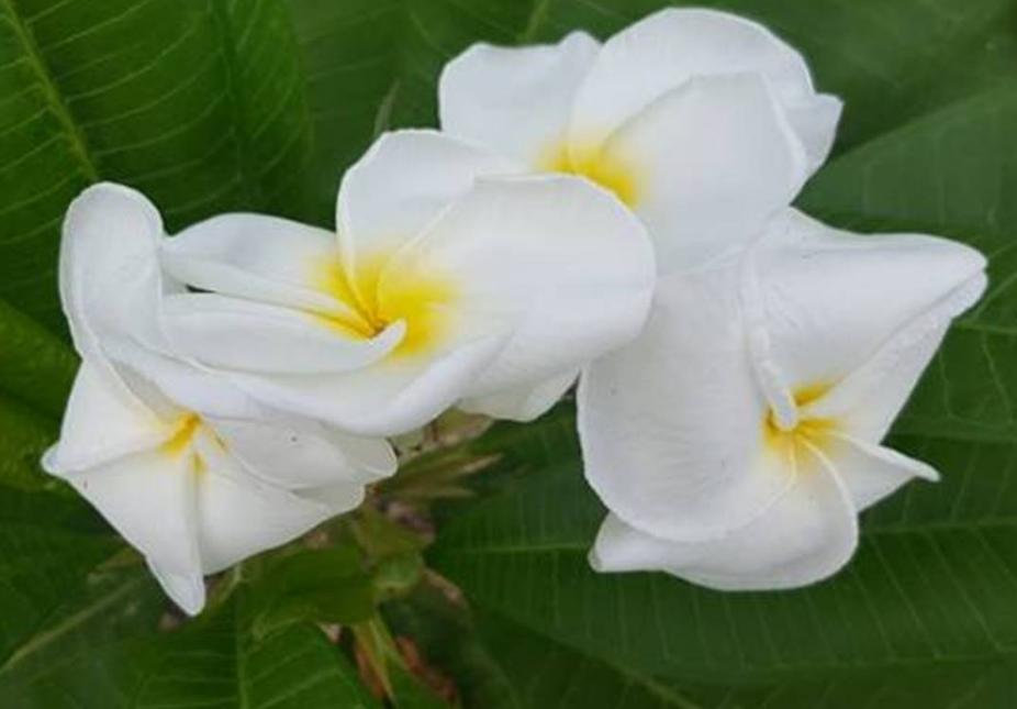 Plumeria rubra "Kanjanaporn"