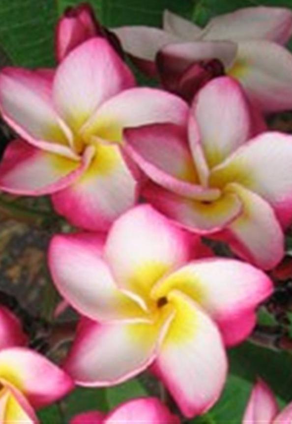 Plumeria rubra "Kasem's Delight"