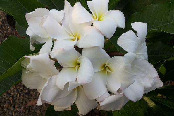 Plumeria rubra "Khao Dok Phut"
