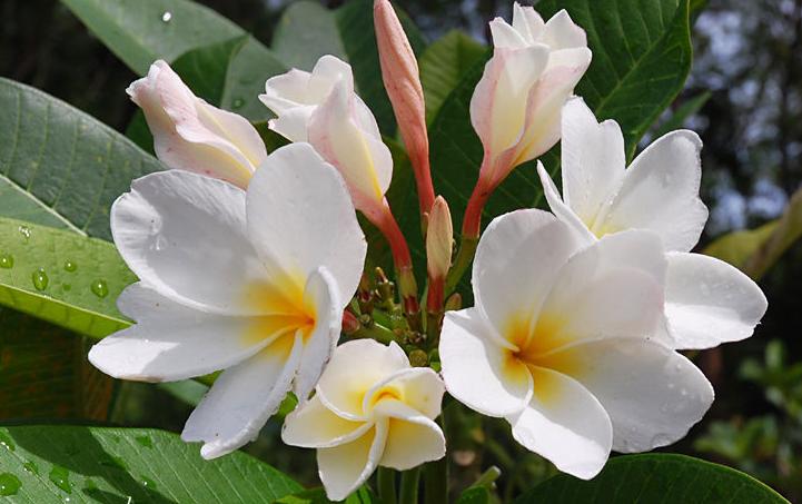 Plumeria rubra "Khao Bali"