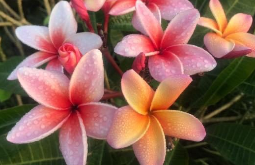 Plumeria rubra "Kimberly Rose"