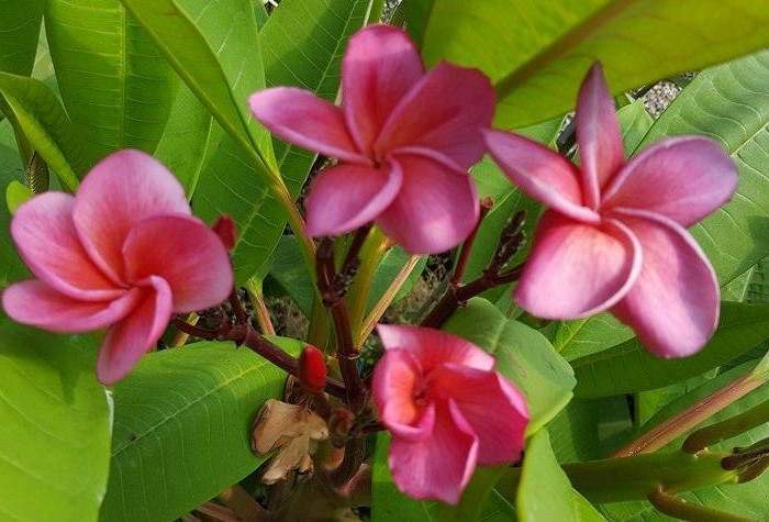 Plumeria rubra "Kimo"