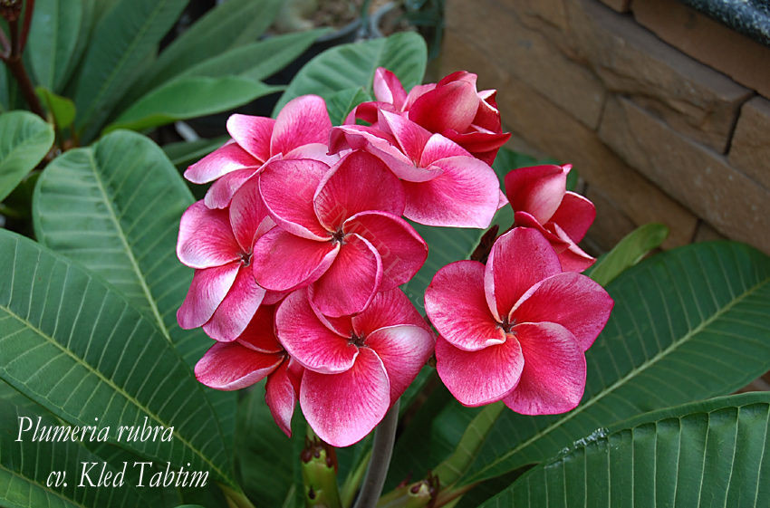 Plumeria rubra "Kled Tabtim"