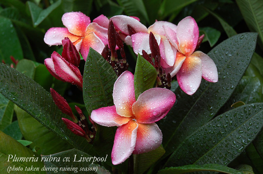 Plumeria rubra "Liverpool"