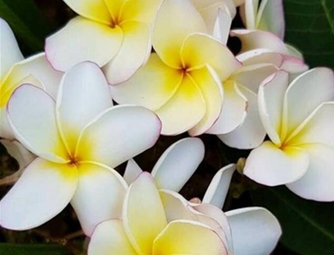 Plumeria rubra "Lueang Ag"