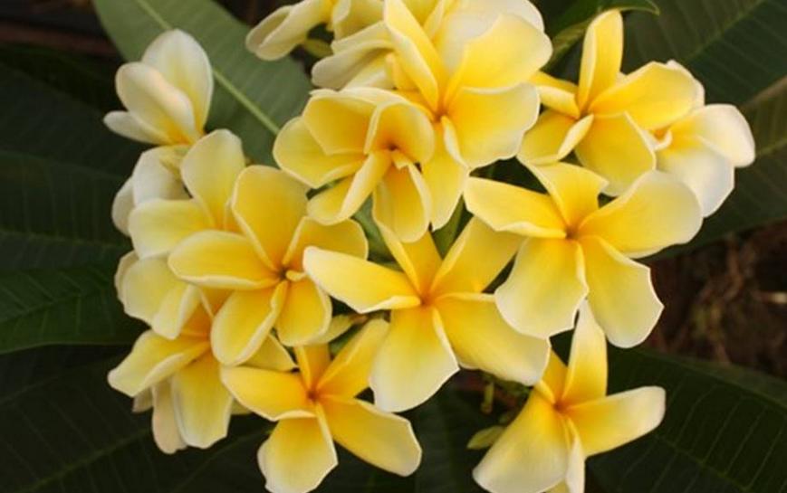 Plumeria rubra "Lueang Suk Dee"