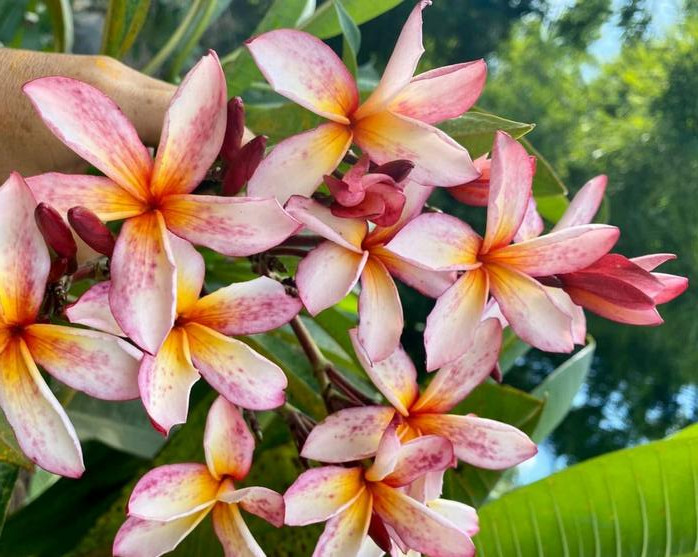 Plumeria rubra "Madame Junior Purple"