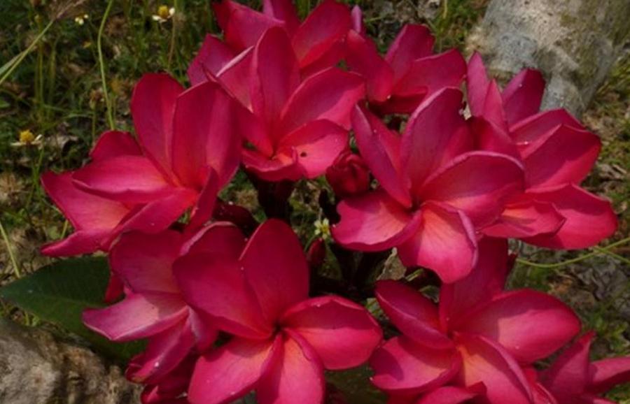 Plumeria rubra "Mandalay"