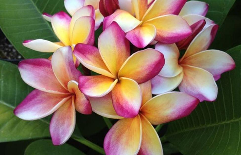 Plumeria rubra "Marco Polo"