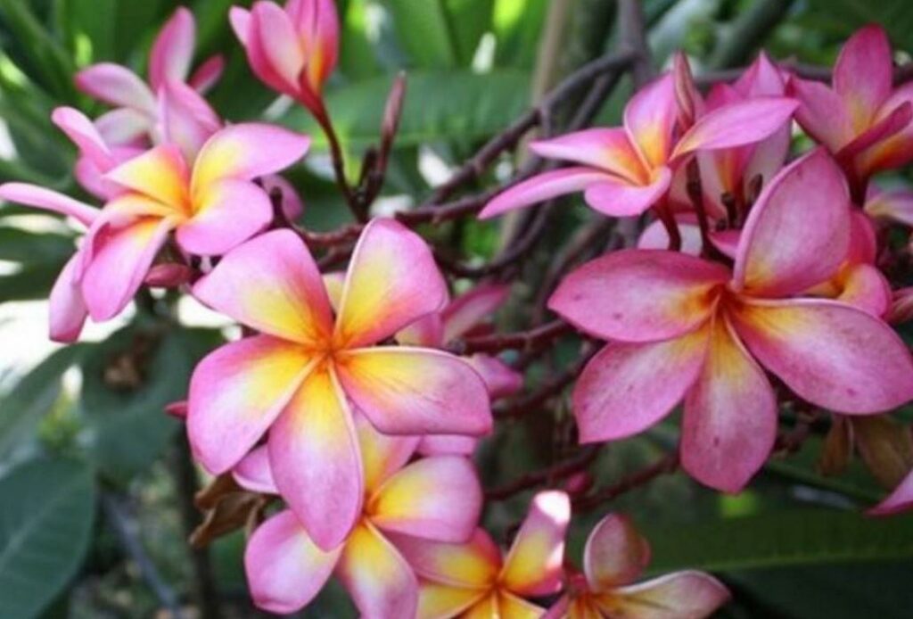 Plumeria rubra "Massimo Rainbow"