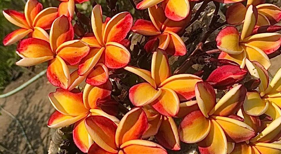 Plumeria rubra "Maui"