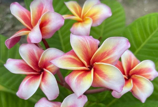 Plumeria rubra "Meya"