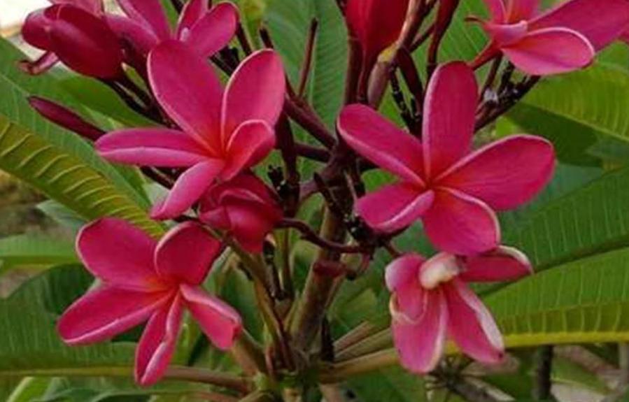 Plumeria rubra "Milazzo Tabtim"