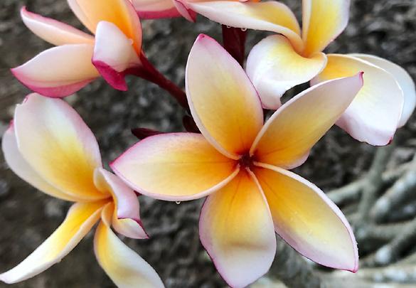 Plumeria rubra "Mojave"