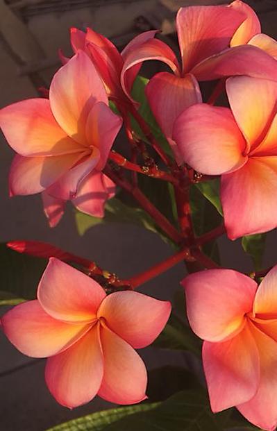 Plumeria rubra "Moon Glo"