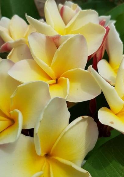 Plumeria rubra "Moonlight"