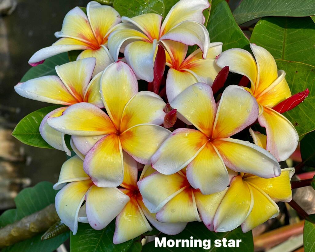 Plumeria rubra "Morning Star"