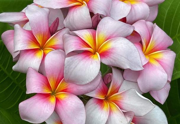Plumeria rubra "Moung Dow Den"