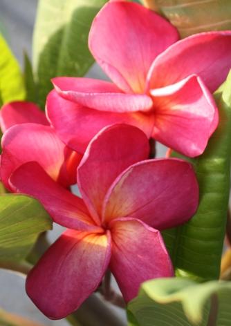 Plumeria rubra "Muang Taw Fun"