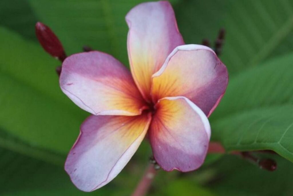 Plumeria rubra "Muang Wadee"