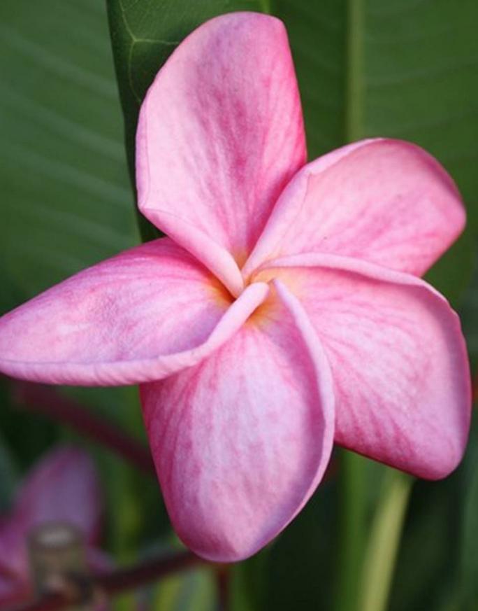 Plumeria rubra "Muang Sin"