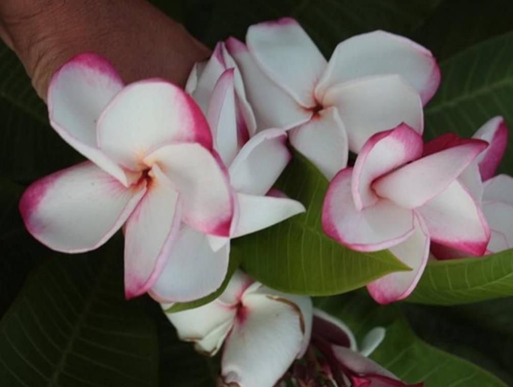 Plumeria rubra "My Valentine"