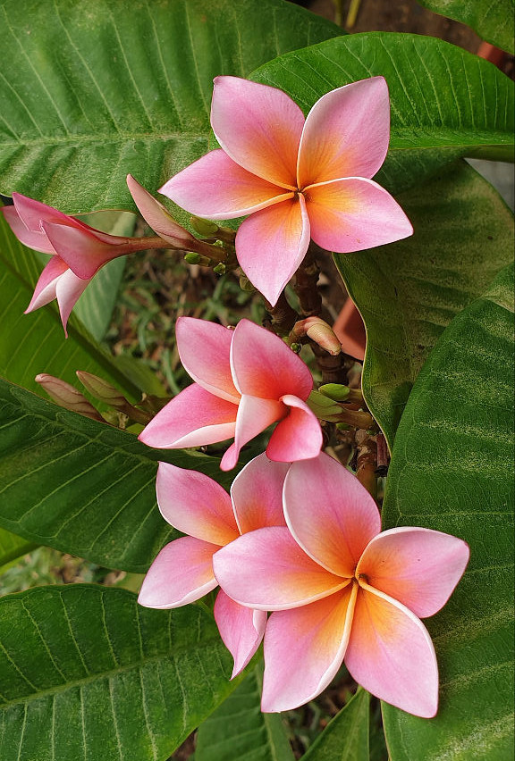 Plumeria rubra "Mystique"