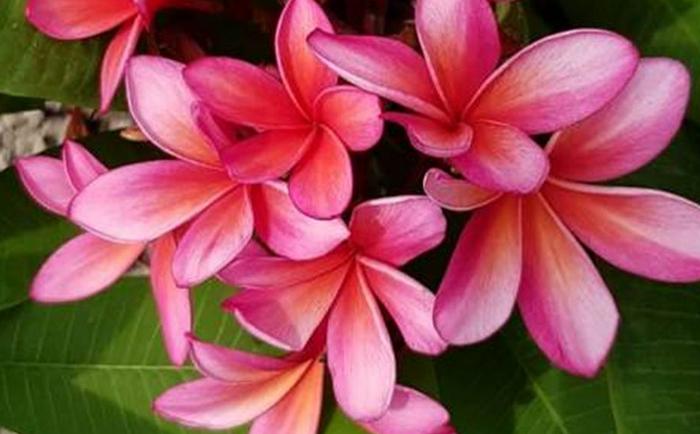 Plumeria rubra "Novelty"