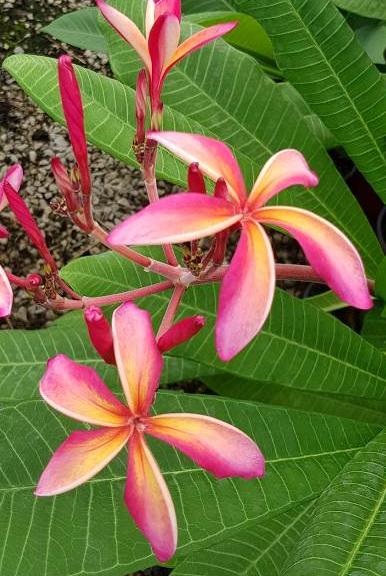 Plumeria rubra "Orange Curly"