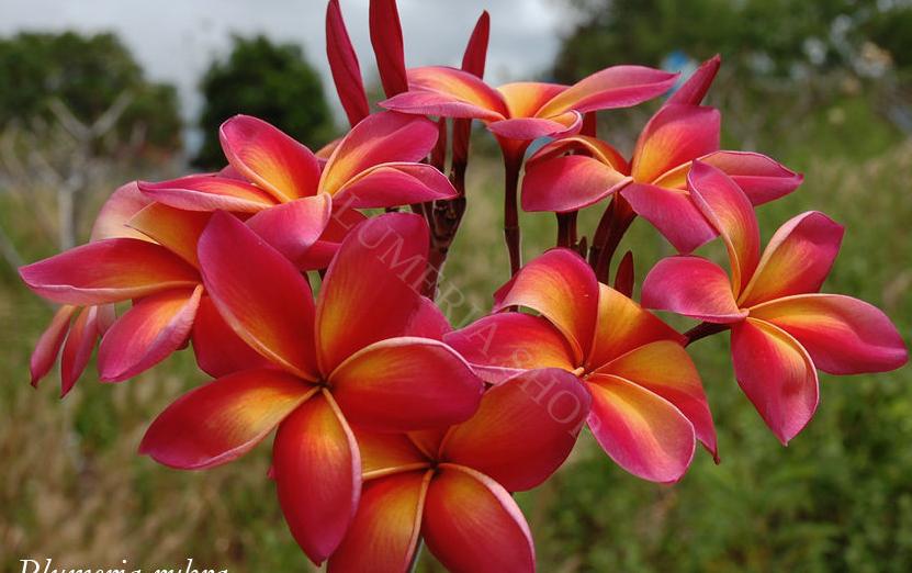 Plumeria rubra "Orange Splendour"