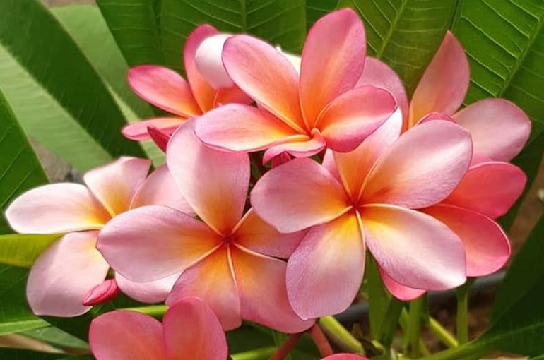 Plumeria rubra "Orange Punch"