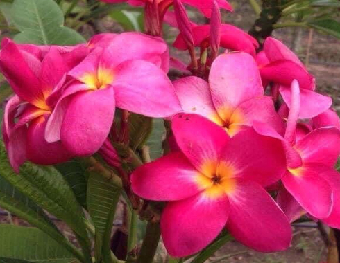 Plumeria rubra "PT Calypso"