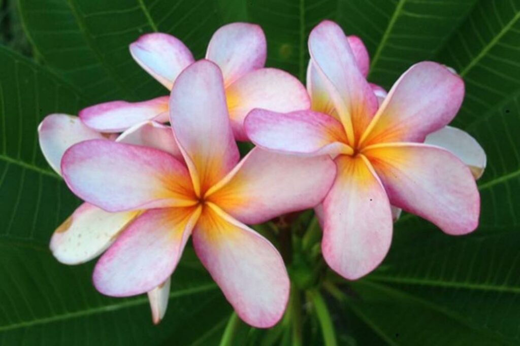 Plumeria rubra "Pattaya Star"