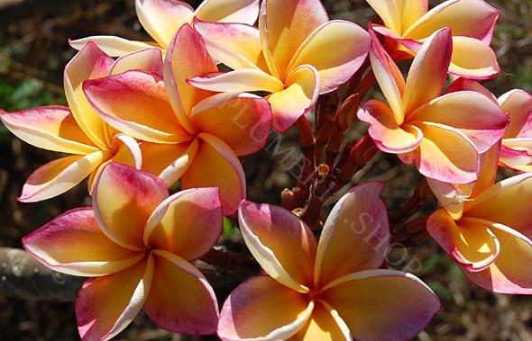 Plumeria rubra "Penang Peach"