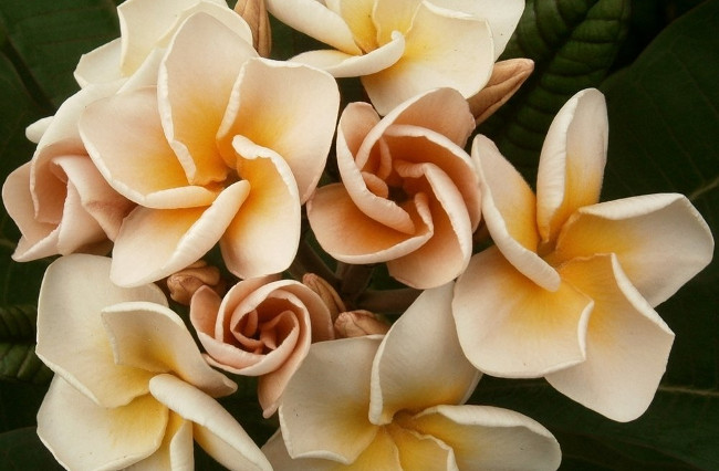 Plumeria rubra "Petchpatcharapon"