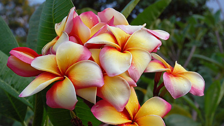 Plumeria rubra "Phet Payarae"