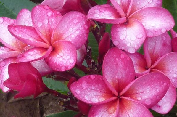Plumeria rubra "Piccadilly"