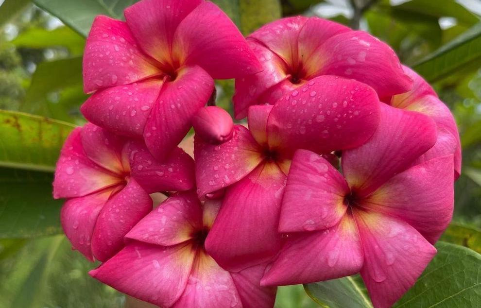 Plumeria rubra "Pink Lamonard"