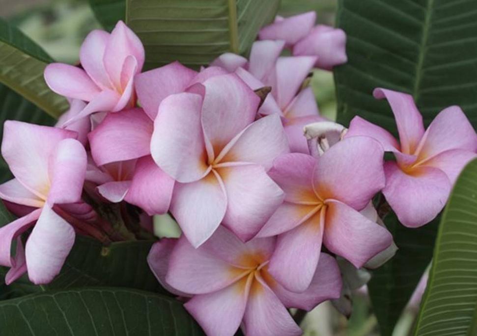 Plumeria rubra "Pink Kiss"