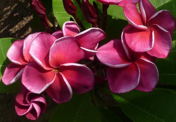 Plumeria rubra "Pinot Rouge"